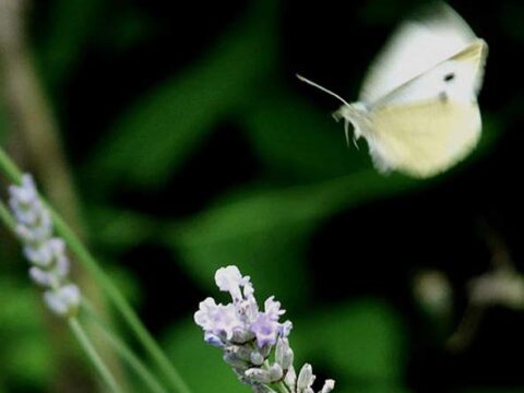 fluttering butterfly