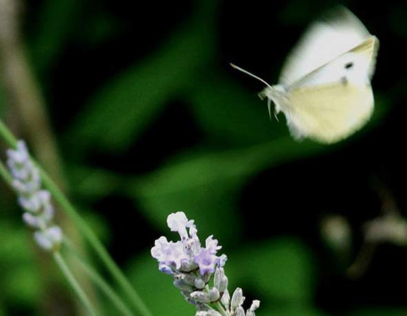 fluttering butterfly